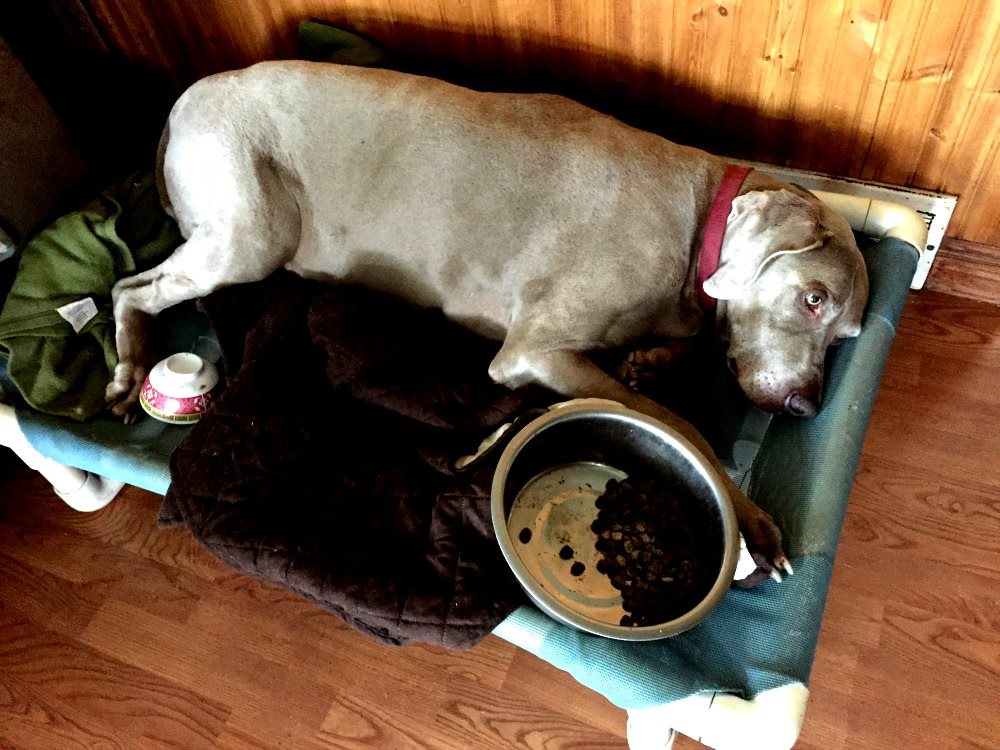 Thunder the dog, determined to foil Zoe`s sadistic plans to get at his food. He failed again and again, but never gave up. — in Sugar Grove, Illinois.