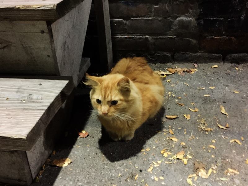 Alley cat watching us load gear and wondering why the hell we are working so hard. — at The Majestic.