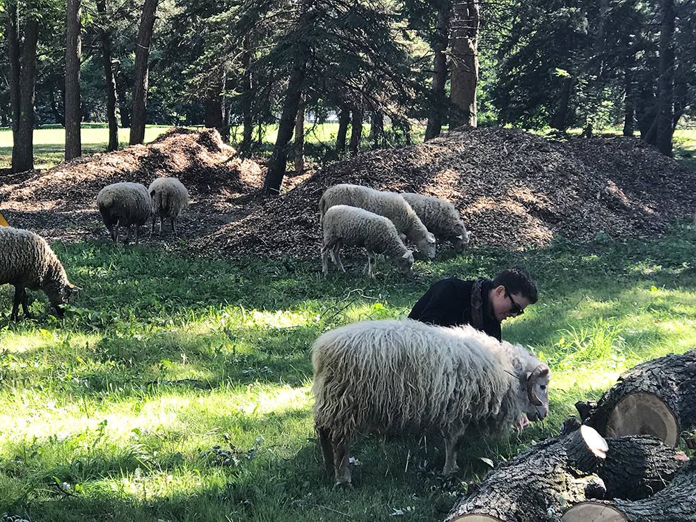 Montreal park sheep — at Montreal, Quebec.