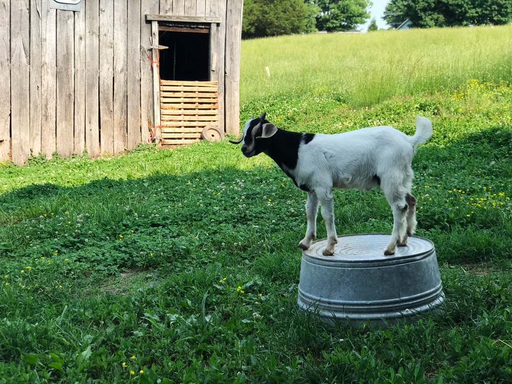 Shaker Valley Farm Goat — in Danville, Kentucky.
