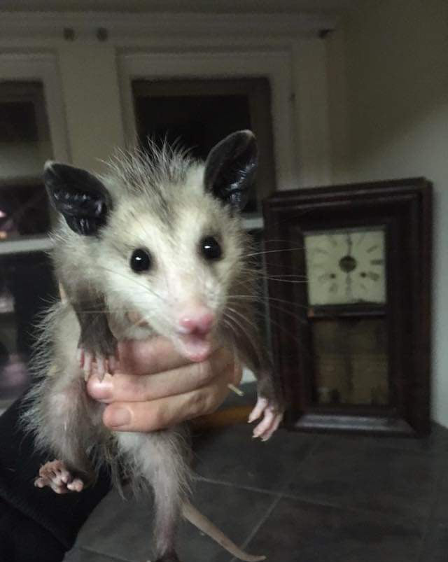 Sneaky Pete the Texas Opossum! Pic: Leslie — in Little Forest Hills, Dallas.