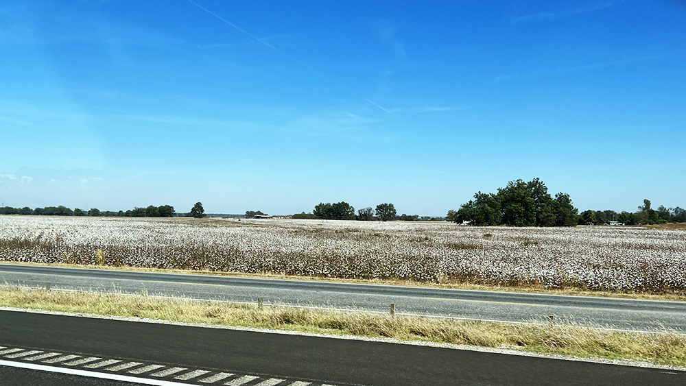 Cotton fields ready for harvest in eastern Arkansas.
