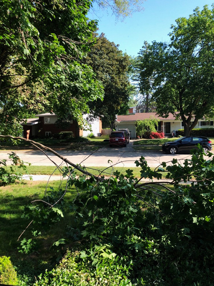 Downed tree at Casa Porter. It was bigger than it looks here. Pic: TrooperGirl22