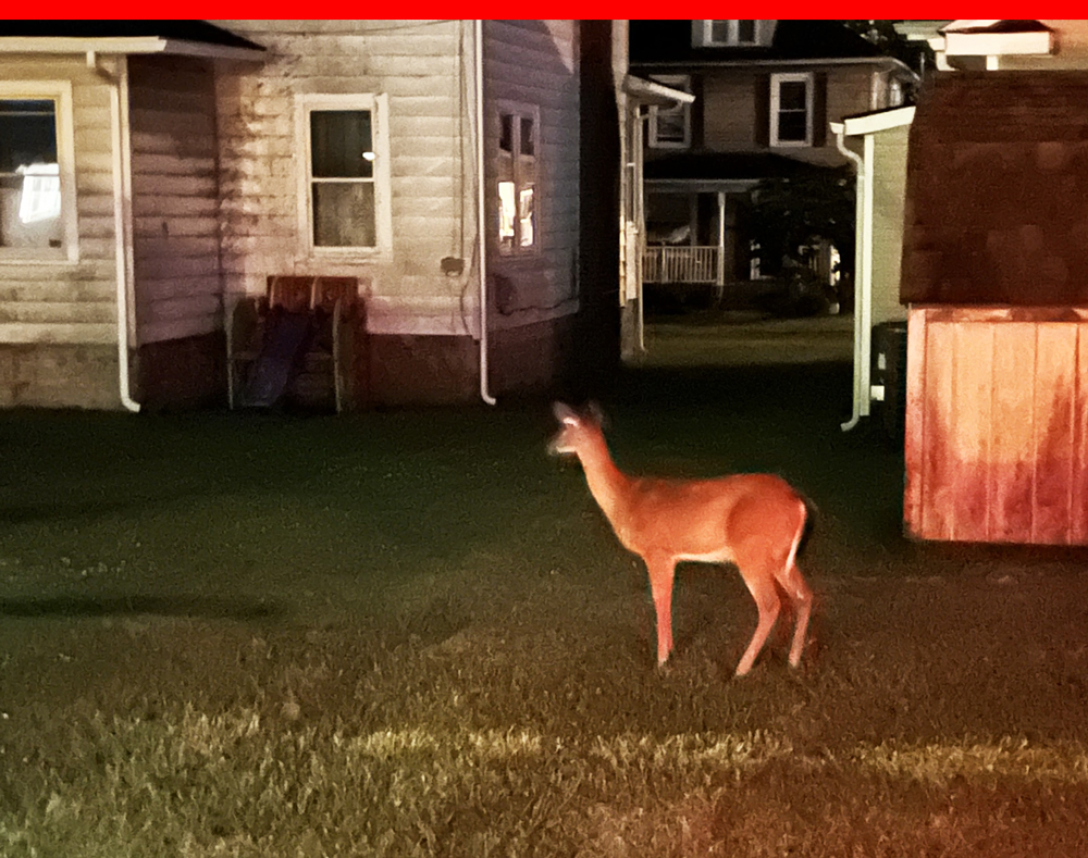 3am deer in Ashland, KY